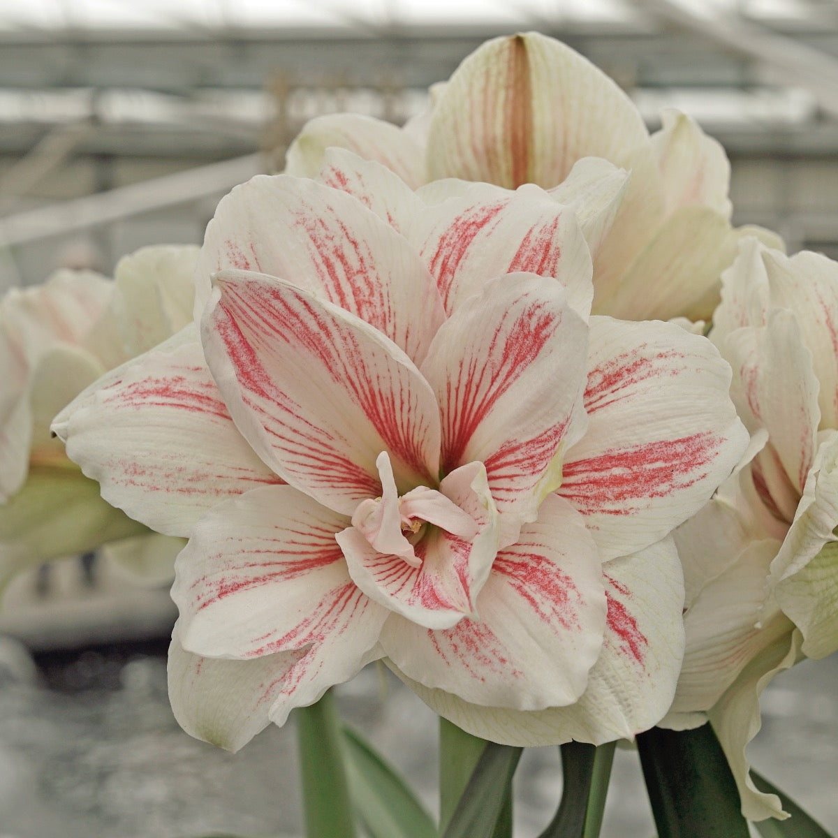Amaryllis Aquaro