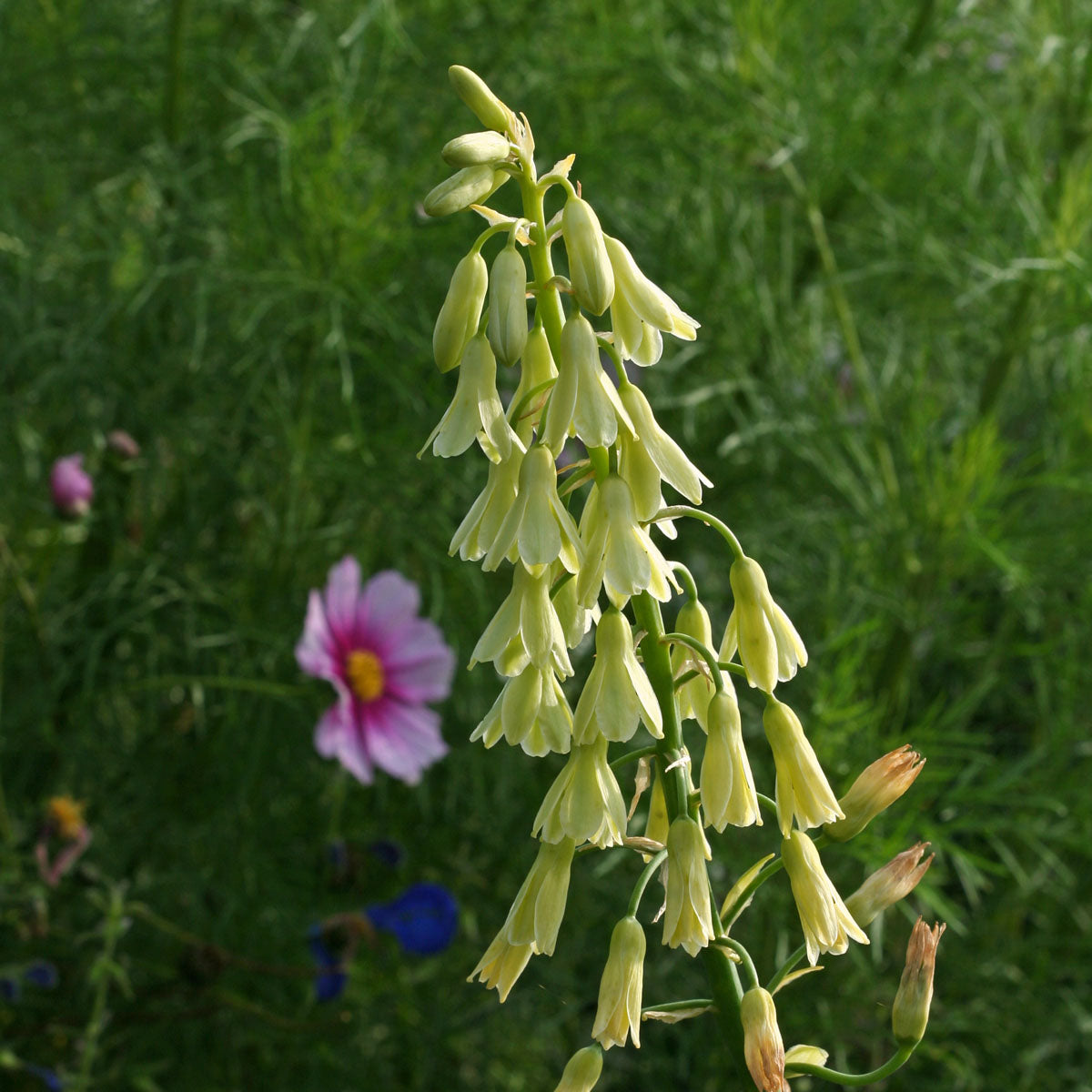 Galtonia viridiflora