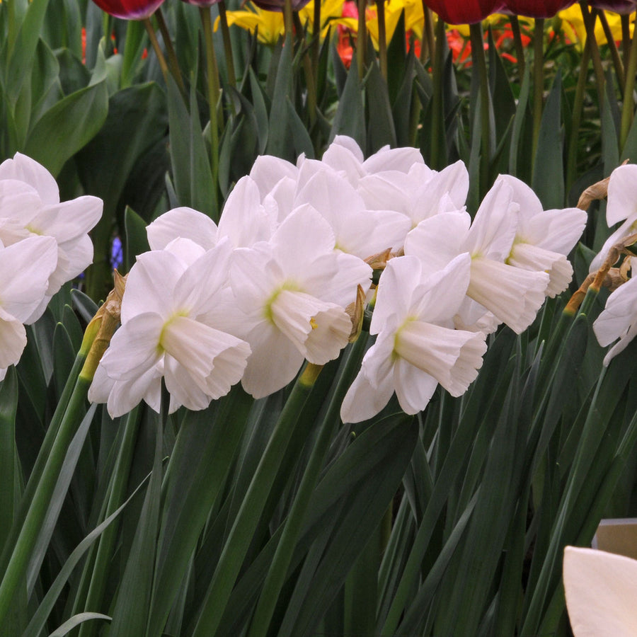 Daffodil Snowboard (Narcissus) Fluwel