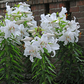 lily-casa-blanca