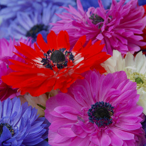 Anemone coronaria St Brigid