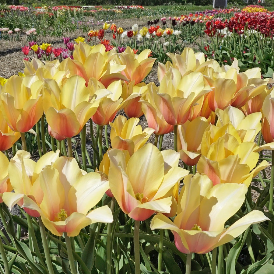 Tulip Blushing Lady (Tulipa) Fluwel