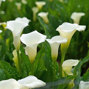 Zantedeschia Snow Storm