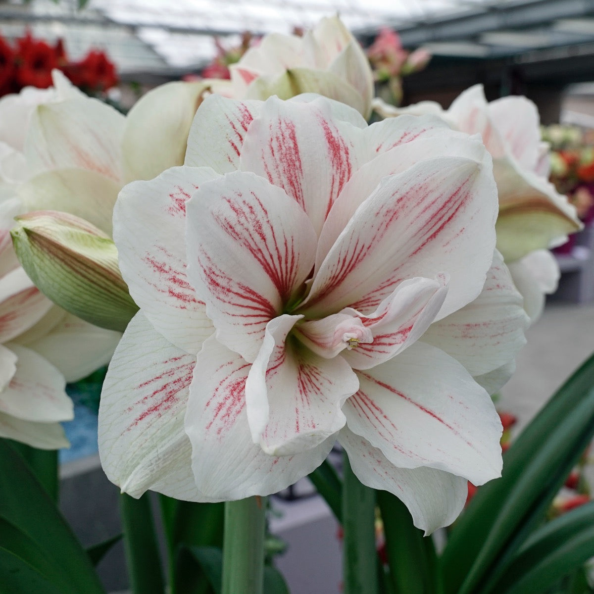 Amaryllis Aquaro