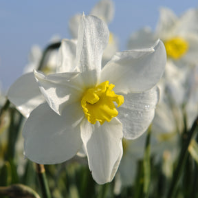 Narcissus Queen of the North