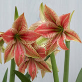 Amaryllis Exotic Star