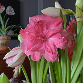 Amaryllis Candy Nymph