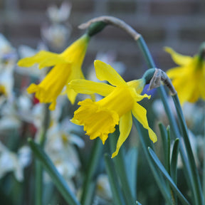 Narcissus Pumilus