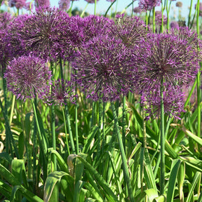 Allium Purple Rain