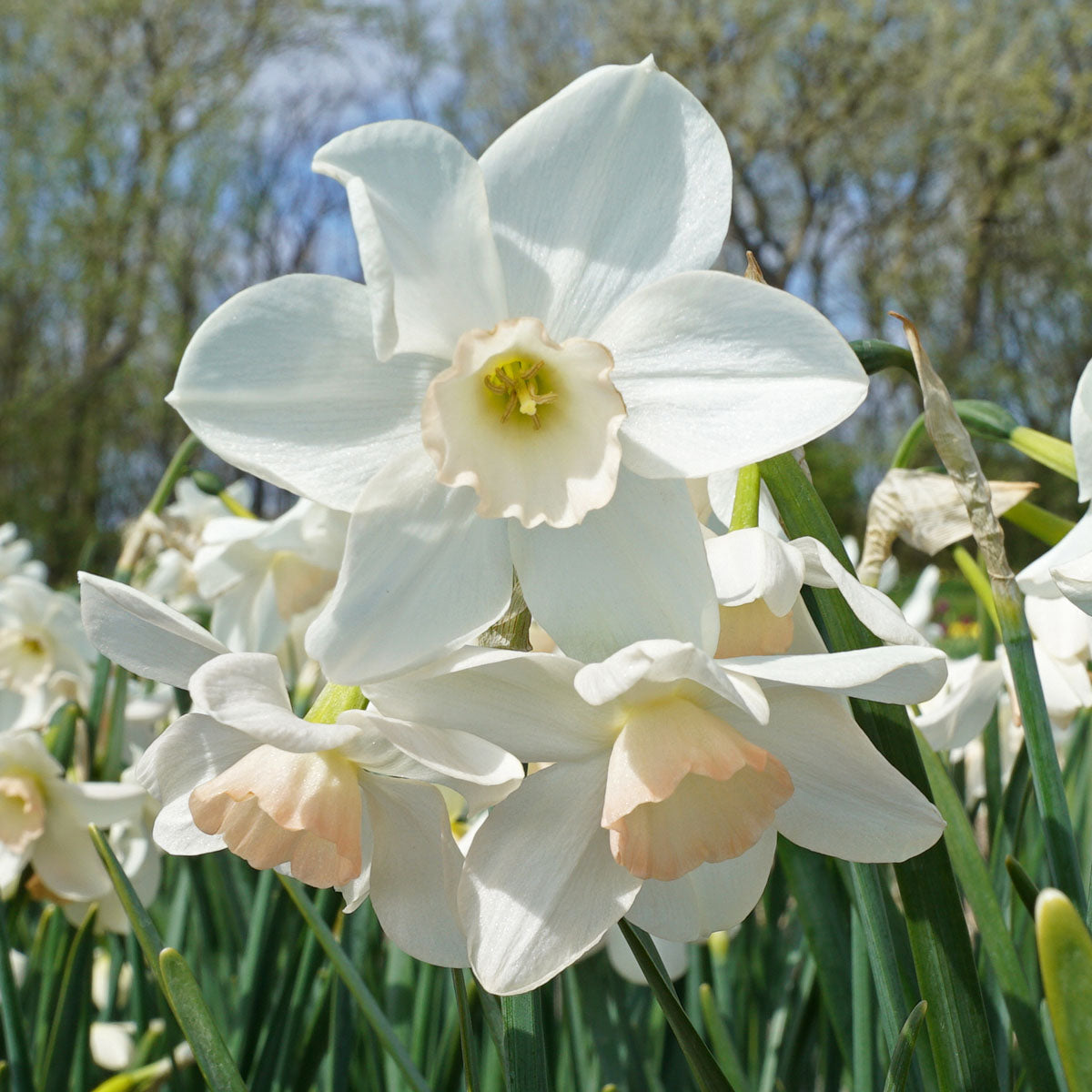 Narcissus Amore Mio