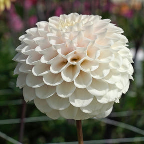 Dahlia Wizard Light