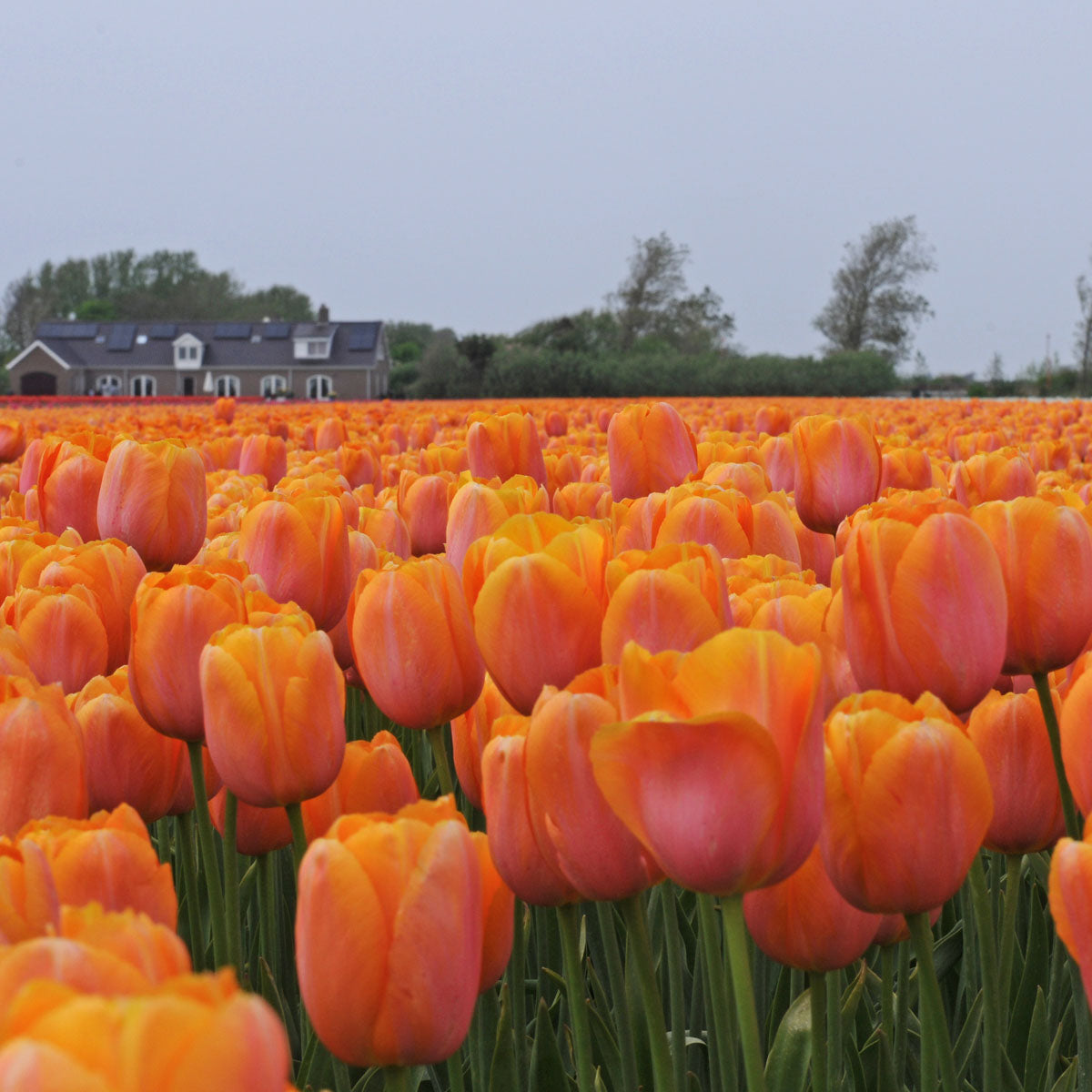 Tulipa Dordogne