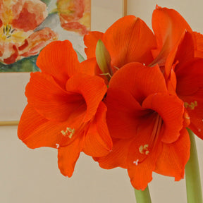 Amaryllis Naranja