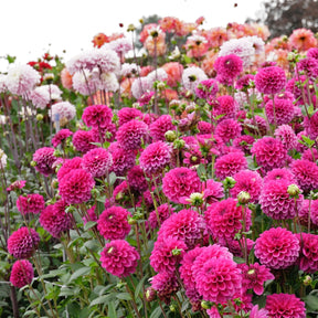 Dahlia Purple Fox