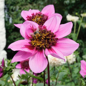 Dahlia Blue Bayou