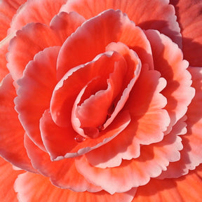 Begonia Lace Picotee Pink