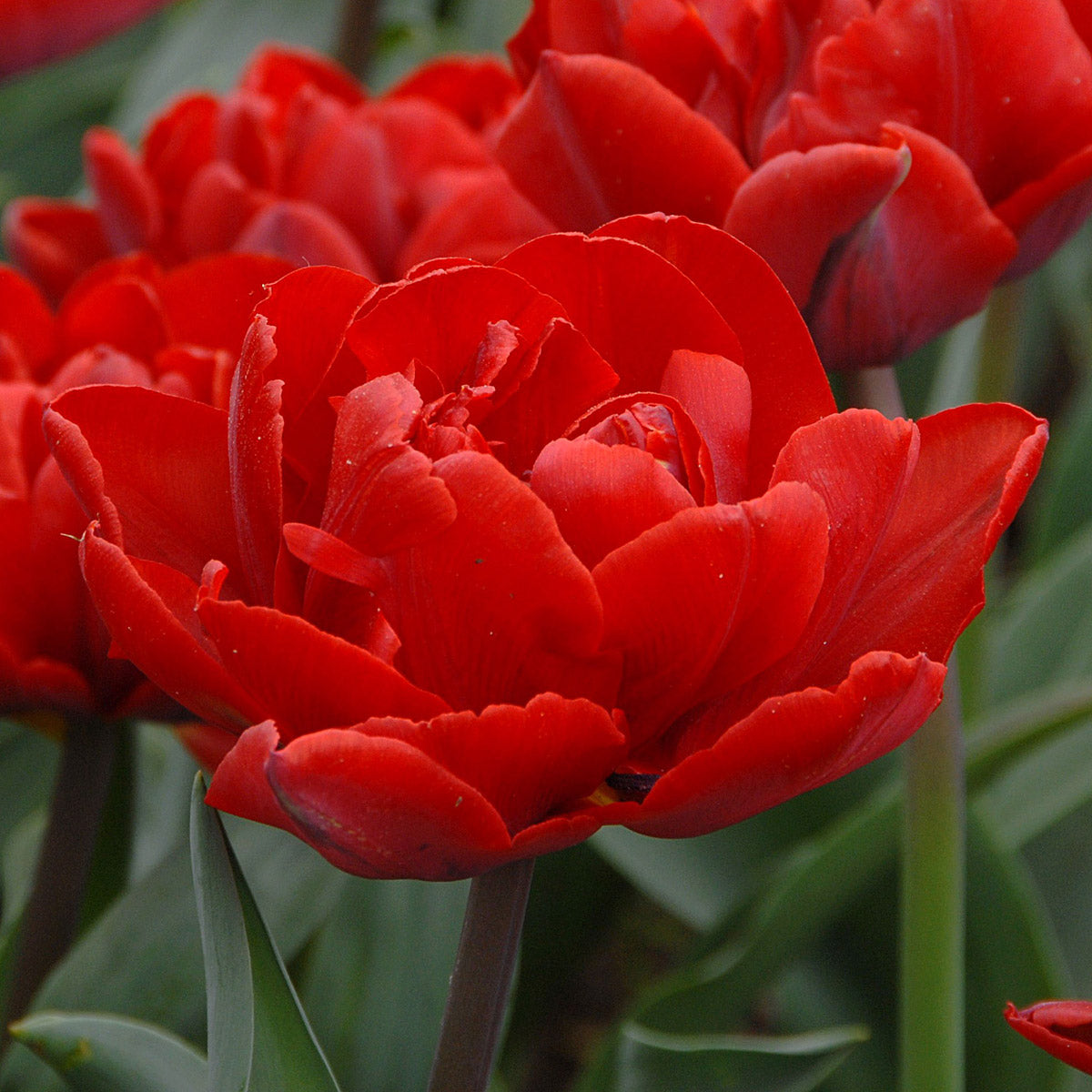 galleri Diplomat løfte op Tulip Red Princess (Tulipa) - Fluwel