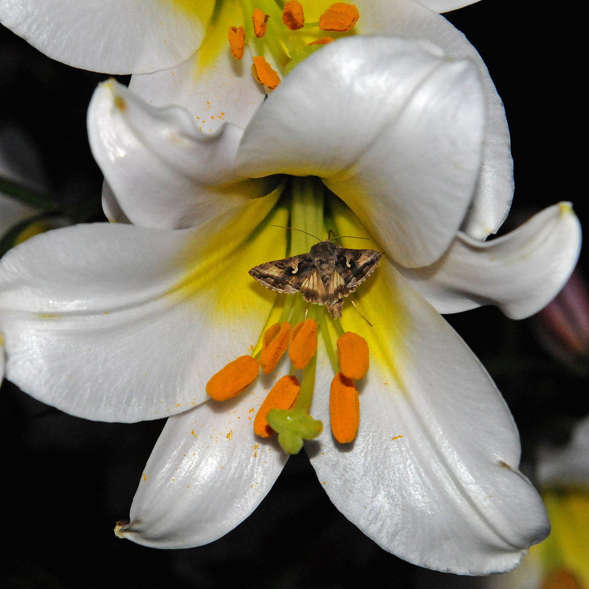 Lilium Regale