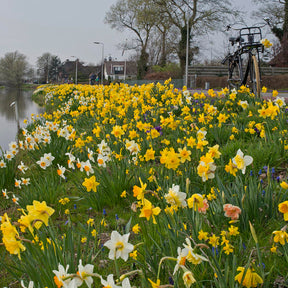 Fluwel Daffodil Mixture