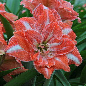 Amaryllis Sunshine Nymph