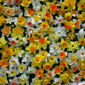 Fluwel Daffodil Mixture