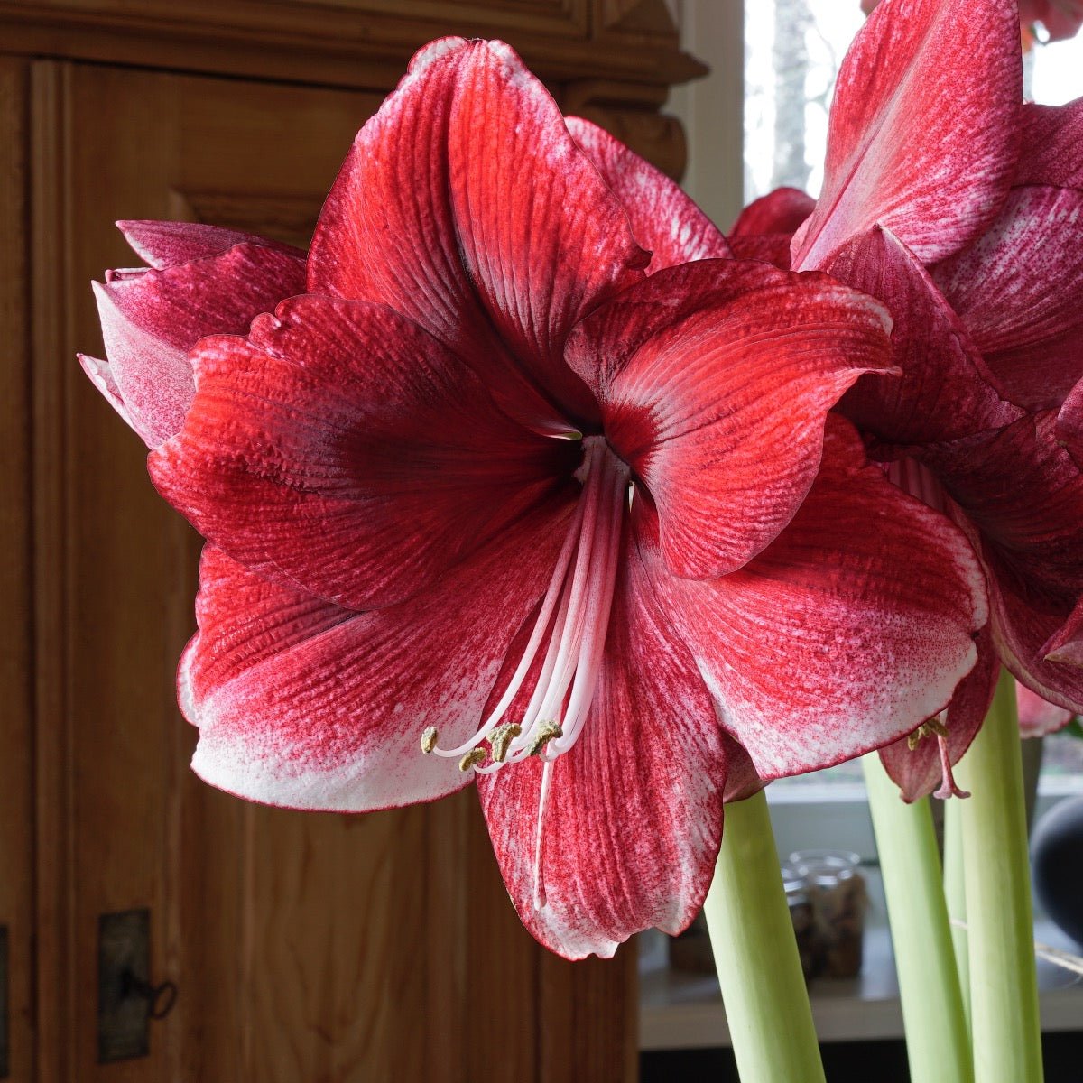 Amaryllis Daphne - rode amaryllis - Fluwel