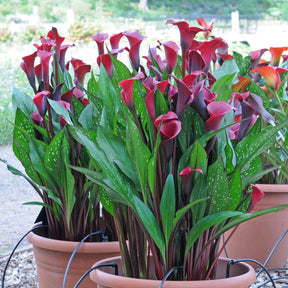 Zantedeschia Red Charm