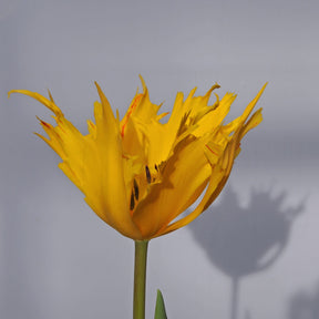 Golden Leo