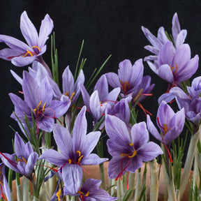 Crocus sativus 'Safron Crocus'