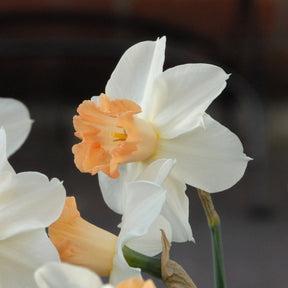 Narcissus Louise de Coligny