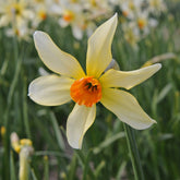 Narcissus Firebrand