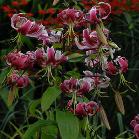 Lilium Black Beauty