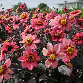 Dahlia Dahlegria Tricolore