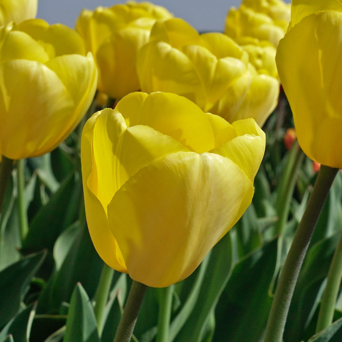 Tulip Novi Sun (Tulipa) - Fluwel
