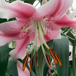 Lilium Anastasia