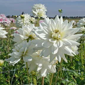 Dahlia Eternal Snow