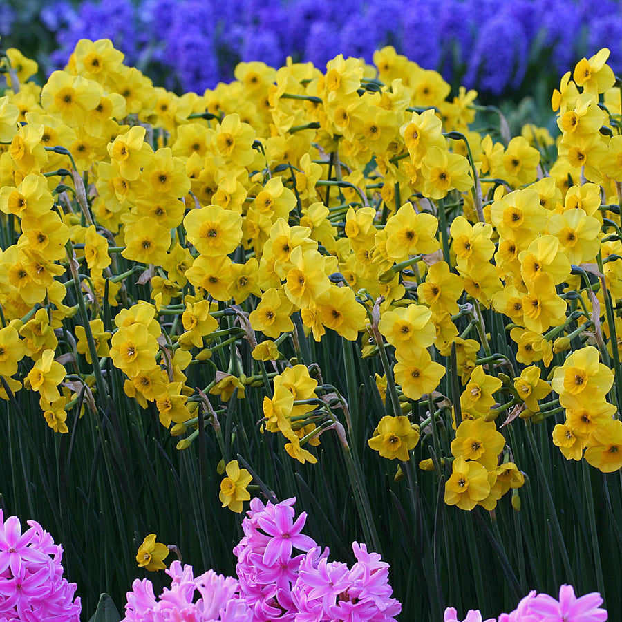 Daffodil Kokopelli (Narcissus) Fluwel