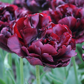 Tulipa Palmyra
