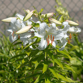 Lilium Casa Blanca