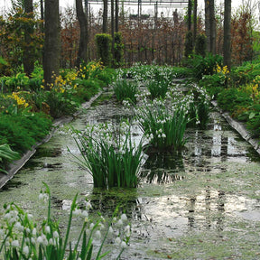 Leucojum aestivum Gravetye Giant