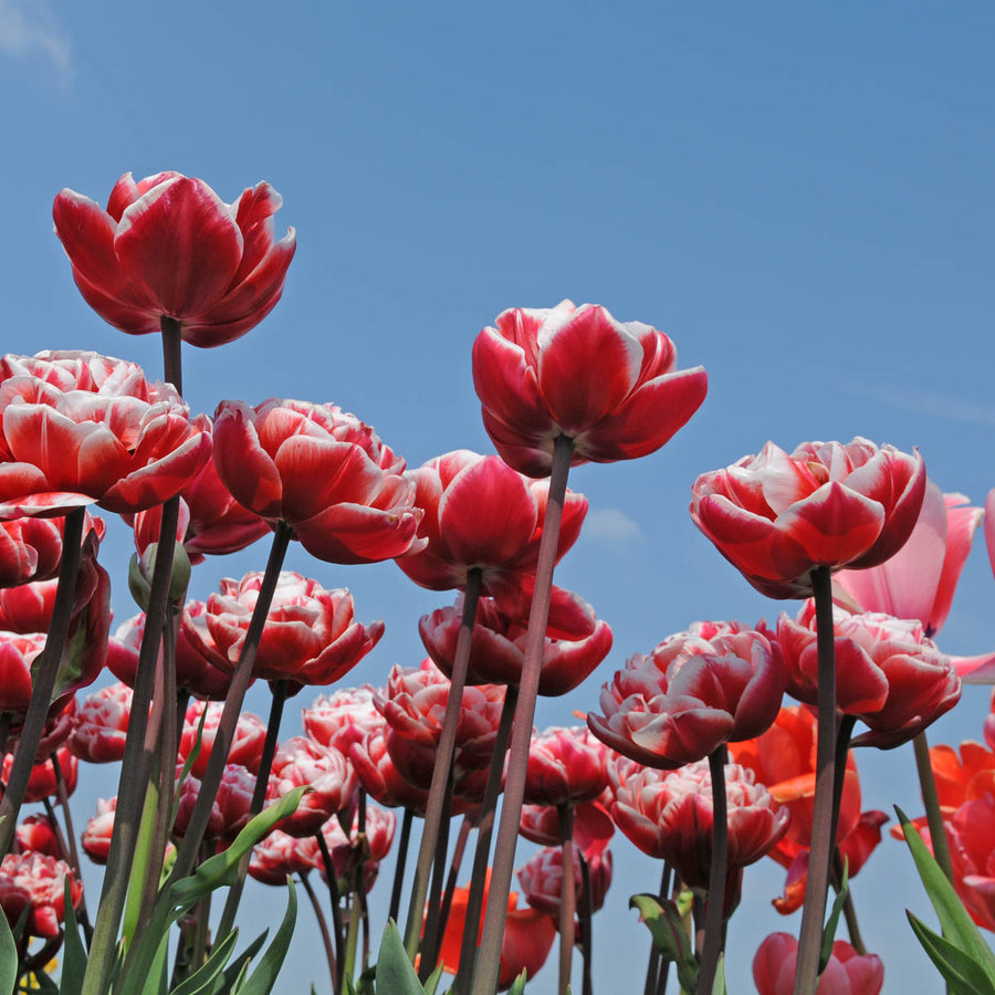 Tulip Drumline (Tulipa) - Fluwel
