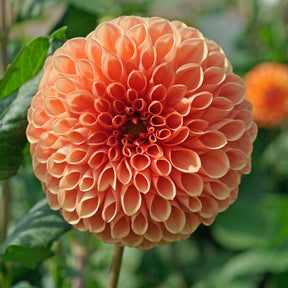 Dahlia Jowey Linda