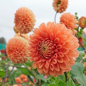 Dahlia Jowey Linda