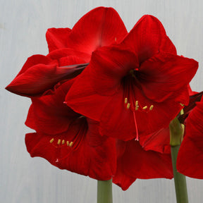 Amaryllis Red Lion