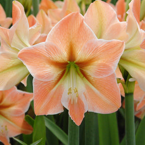 Amaryllis Apricot Parfait