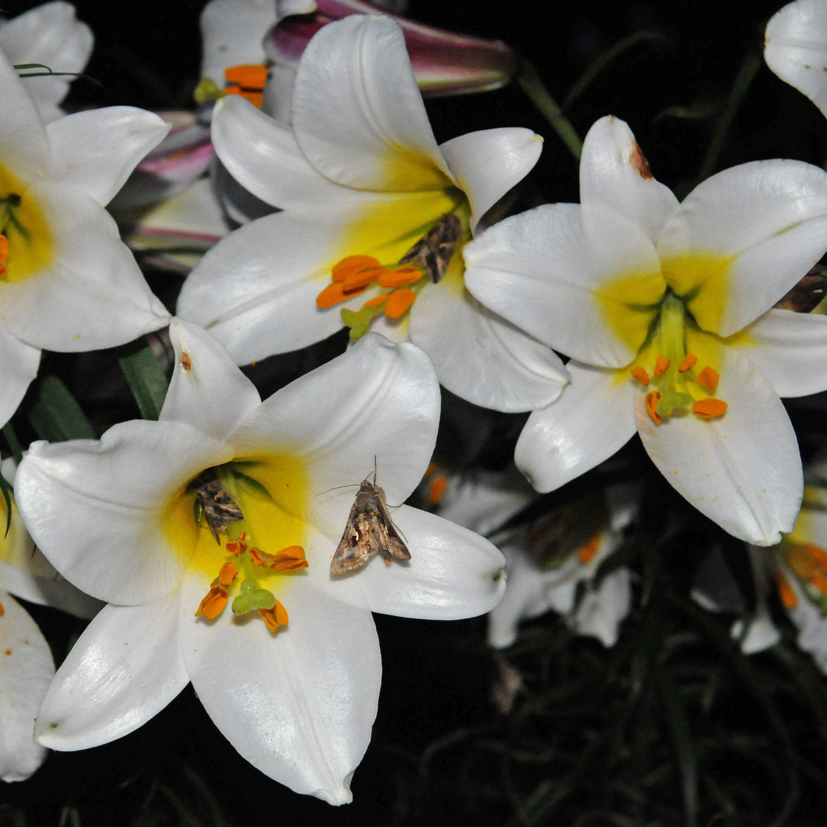 Lilium Regale