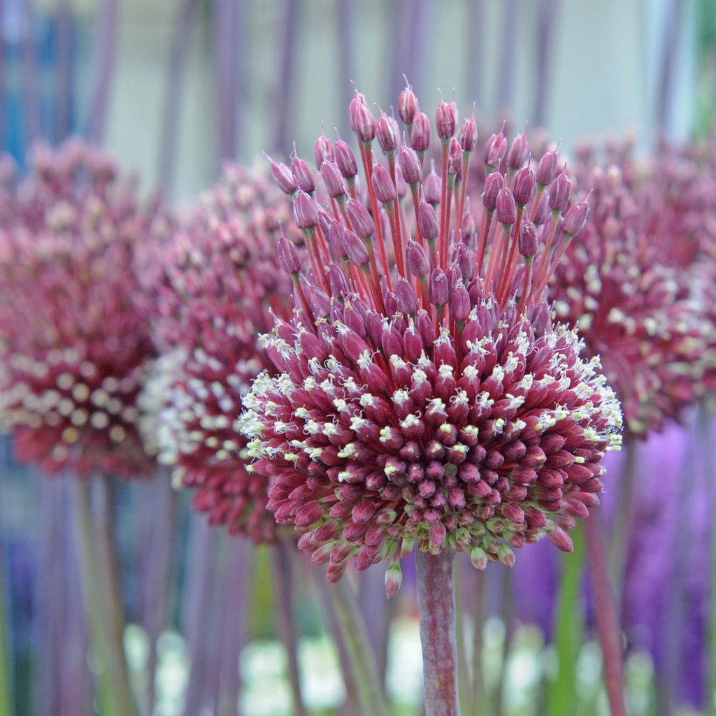 Allium Red Mohican (Ornamental Onion) | per 10 pieces | Fluwel, image size:1024x1024