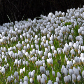 Crocus chrysanthus Ard Schenk