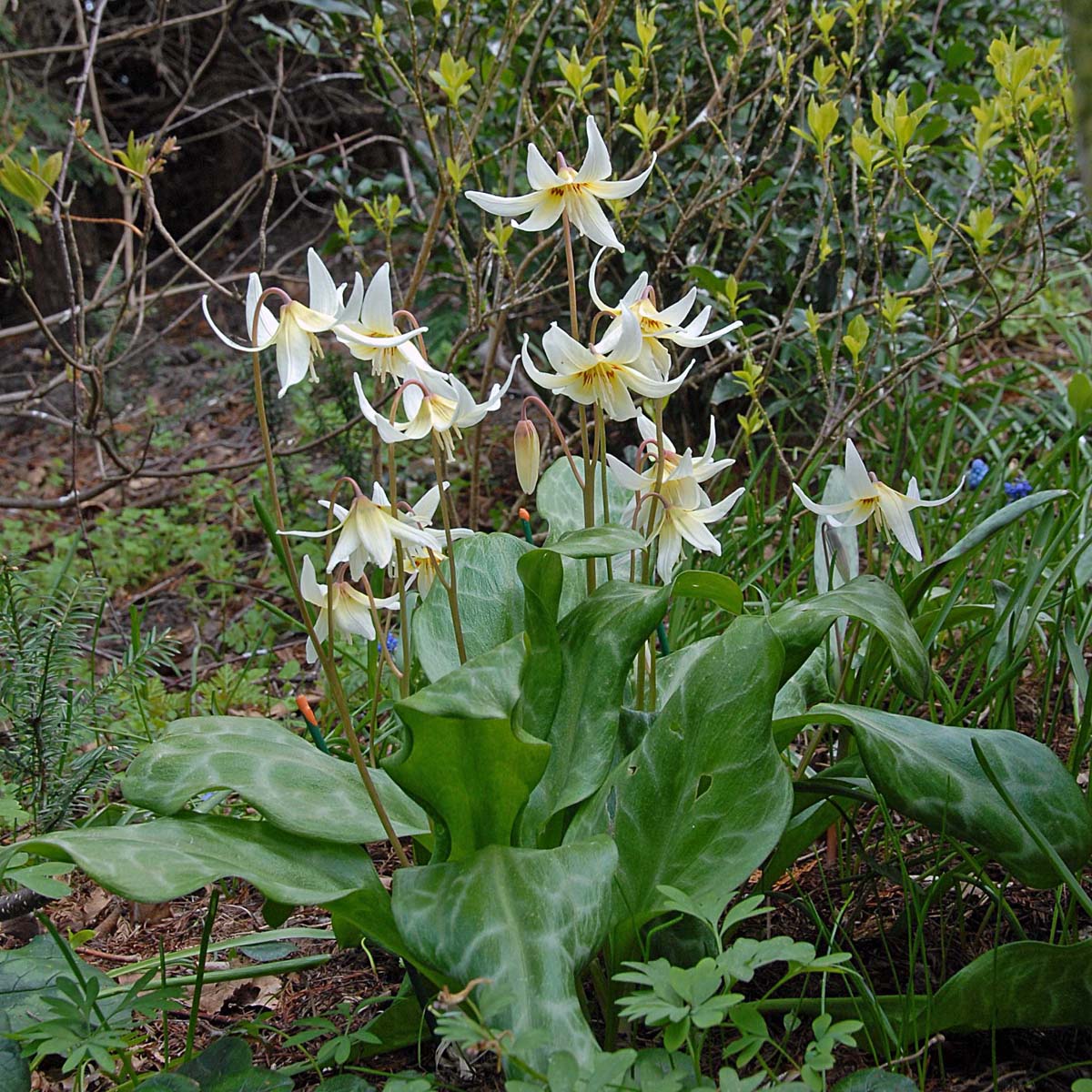 Erythronium revolutum White Beauty