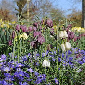 Fritillaria meleagris